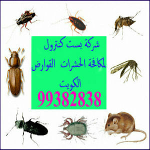 مكافحة حشرات السالمية