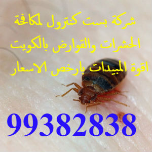 مكافحة حشرات مبارك الكبير